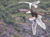 águila batalla contra gaviotas