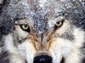 Lobo negro