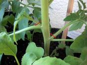 Clonar Tomateras esquejes