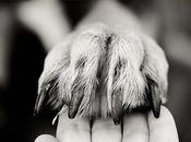 Somos Animales