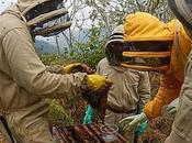 Abejas colombianas entre sanas mundo Colombian bees among healthiest world.