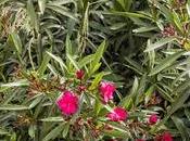 Flores Plantas