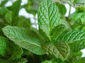 Menta