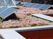 Beneficios placas solares cubiertas vegetales