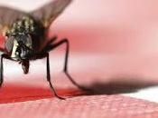 Alertan sobre liberación moscas modificadas genéticamente
