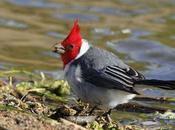 Cardenal lagunero