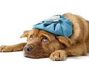 enfermedades perros comunes delicadas