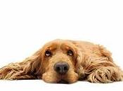 enfermedades respiratorias comunes perros