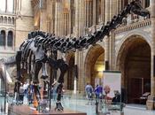 PALEOFICHA: Diplodocus spp.