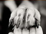Libro Somos Animales