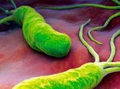 Helicobacter pylori: bacteria causa úlceras