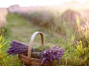 2362.- Lavanda; propiedades usos.