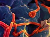 biobanco ébola