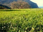 Bellorie