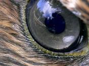 visión animales (I): Halcones