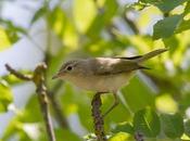 Pylloscopus bonelli