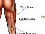 músculos corredor: Isquiotibiales