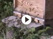 Aire colmena tratamiento asma beehive treatment asthma.