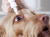 Cosas debes saber para detectar conjuntivitis perros