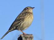 Cachirla pálida (Anthus hellmayri)