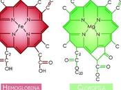 Beneficios clorofila