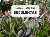 Cómo cuidar suculentas