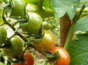 necesita proyecto para frutos