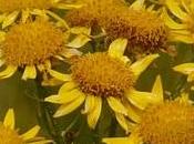 Arnica: conoces?