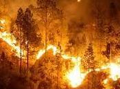 Incendios forestales