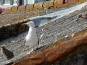 Cómo crecen gaviotas