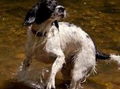 ¿Cuánto sabes perros?