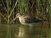 AGUJETA ESCOLOPÁCEA (Limnodromus scolopaceus) CANTABRIA