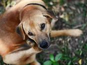 ¿Cómo curar sarna perros? Descubre remedios caseros efectivos