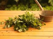 Cómo cultivar cilantro