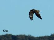 festival migración aves