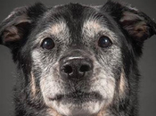 vejez perro cuidados
