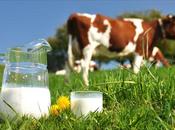 mala leche vaca para nuestra salud?