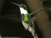 Picaflor garganta blanca (White-throated Hummingbird) Leucochloris albicollis