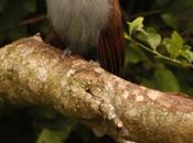 Tingazú (Squirrel Cuckoo) Piaya cayana