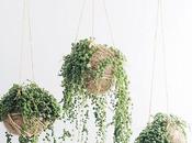 Colgar plantas