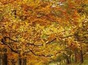 Escapadas ideales otoño