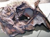 PALEOFICHA: Cryolophosaurus ellioti