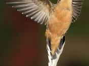 Ermitaño canela (Planalto Hermit) Phaethornis pretrei