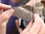 Ficedula hypoleuca