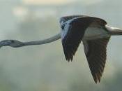 FLAMENCO COMÚN (Phoenicopterus roseus) COLINDRES