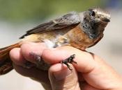 Phoenicurus phoenicurus, juv.