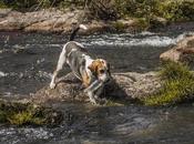 beagle serpiente!!
