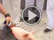 cerdos nombres “Fidel” “Raúl” como solidaridad