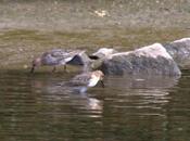 Calidris alpina