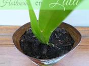 Lata-Maceta